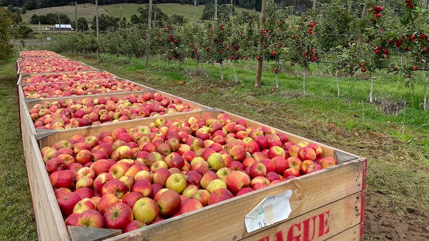 A dozen bins full of apples sitting on the ground at a Geeveston orchard in southern Tasmania