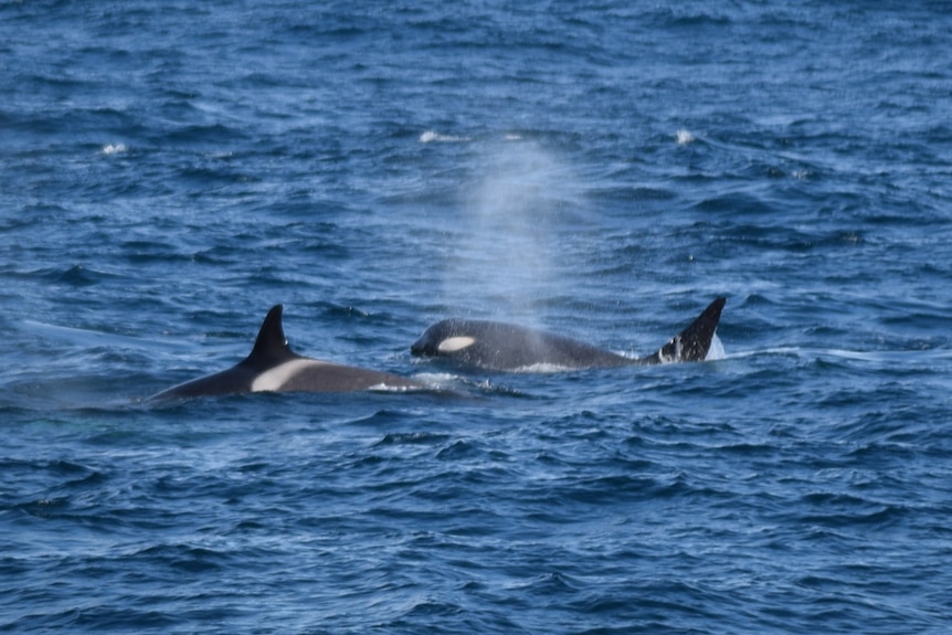 Part of a pod of orcas in Bass Straight.