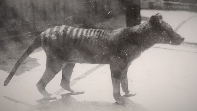 Thylacine in captivity at Beaumaris Zoo.