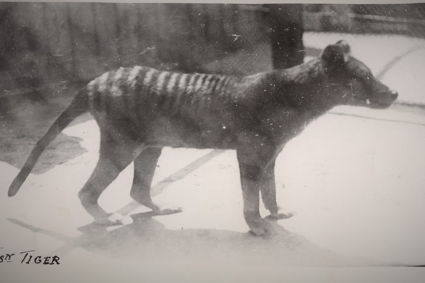 Thylacine or Tasmanian tiger in captivity at Beaumaris Zoo.
