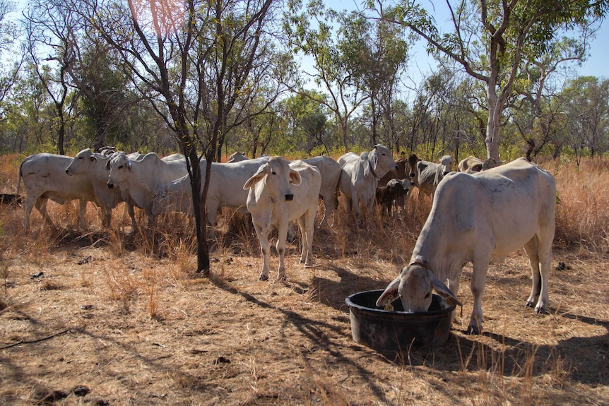 a small herd of cows with one eating out of a black tub.