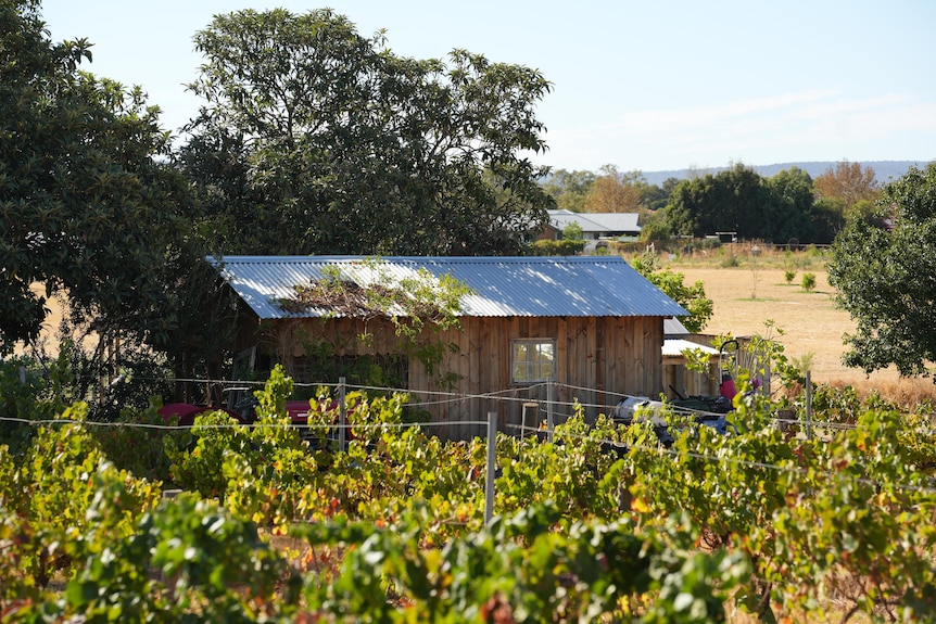 A building behind vineyards.