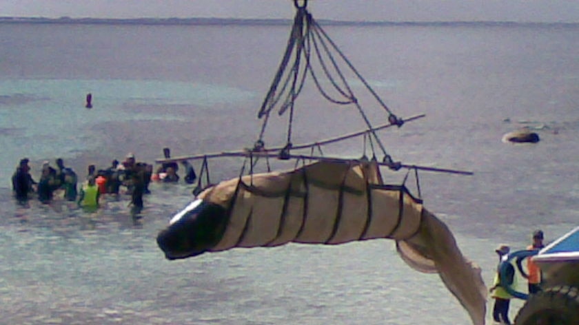 The surviving 11 whales were taken by truck to Flinders Bay.