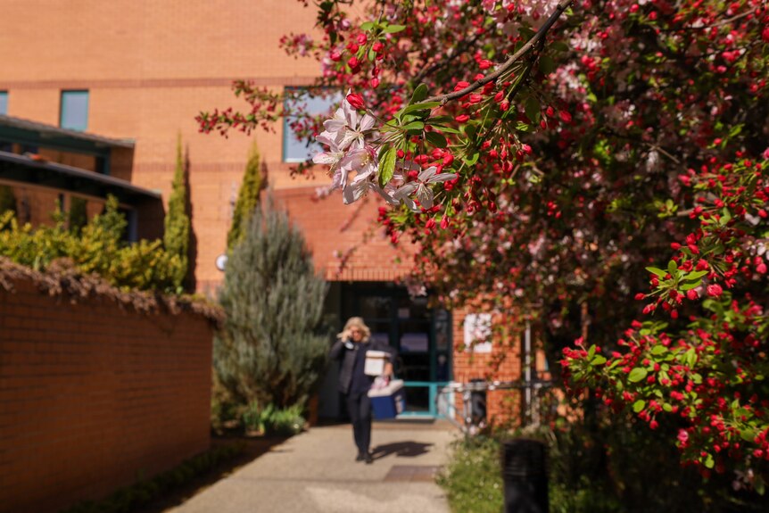 Trees are blooming with flowers in front of an entry to a brick building.