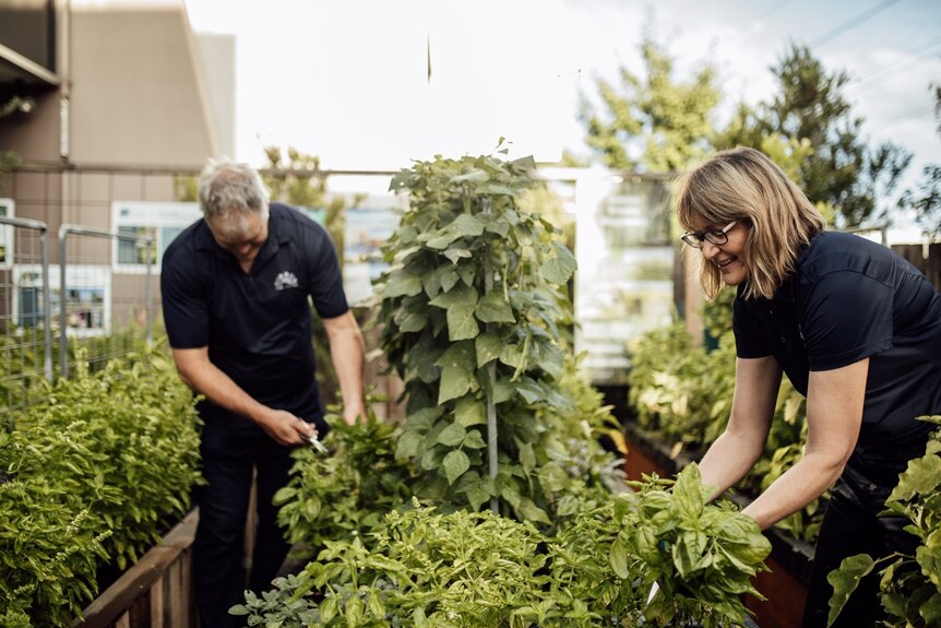 Two people in all-black outfits stand in a nursery, picking fresh produce from garden beds.
