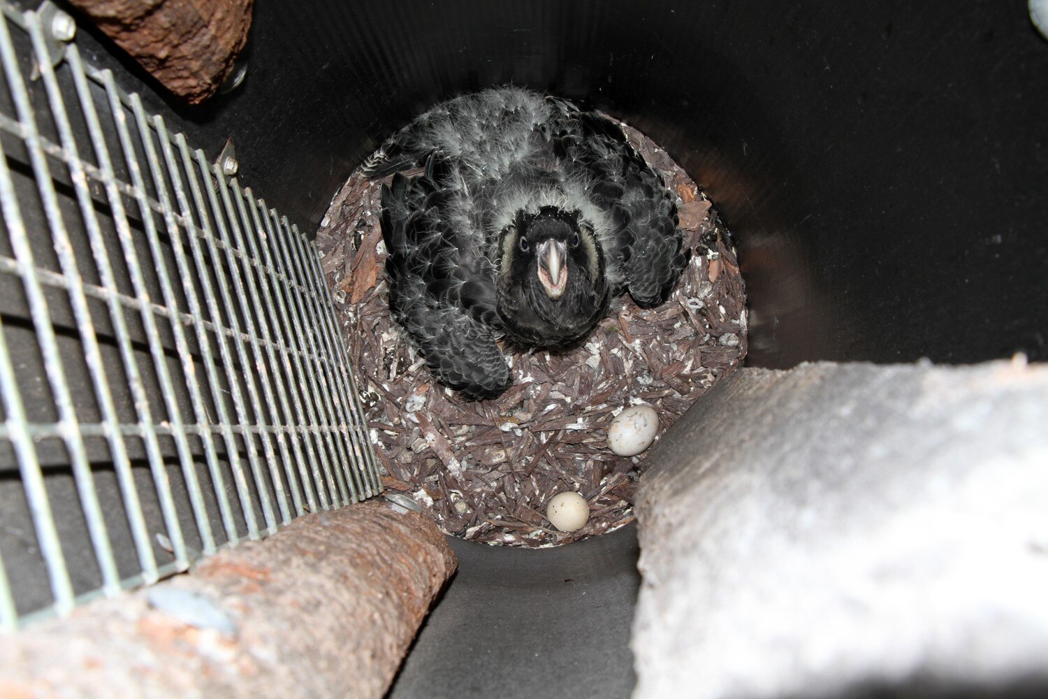 Carnaby's cockatoos' best breeding season on record credited to