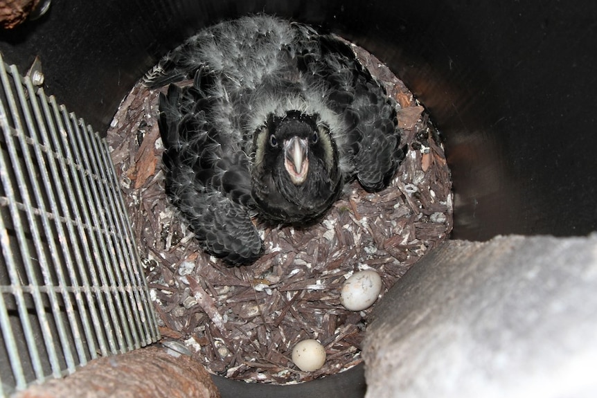 A Carnaby's black cockatoo inside a cockatube with two eggs.