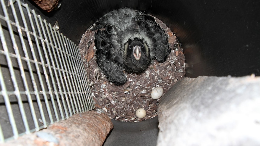 A Carnaby's black cockatoo inside a cockatube with two eggs.
