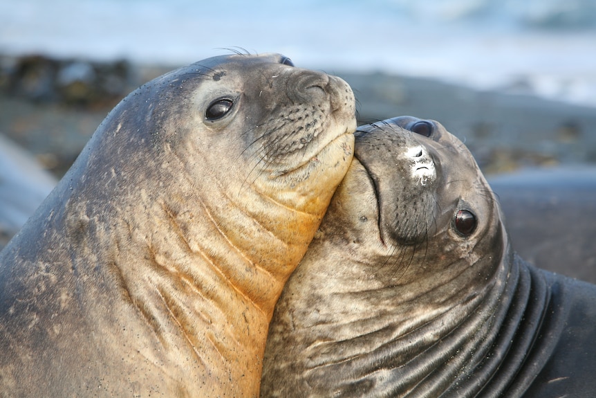 Southern elephant seals on Macquarie Island 