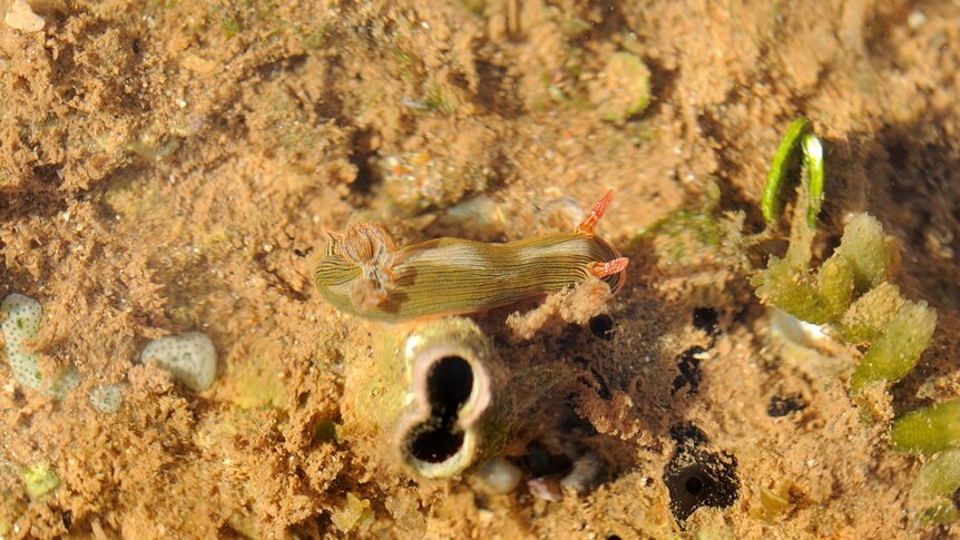 A green and orange-striped sea slug