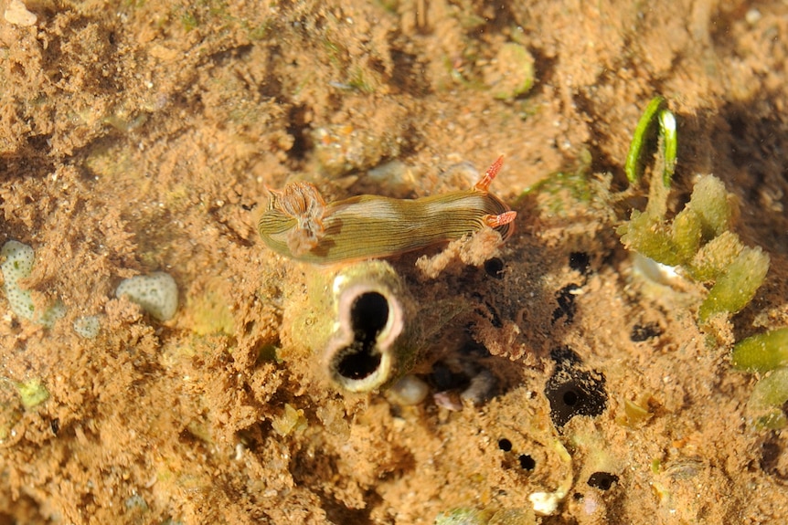 A green and orange-striped sea slug