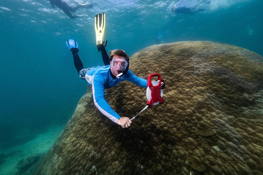 A diver holding a measuring tape over a giant rock coral underwater.
