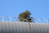 Barbed wire around the Banksia Hill Detention Centre.