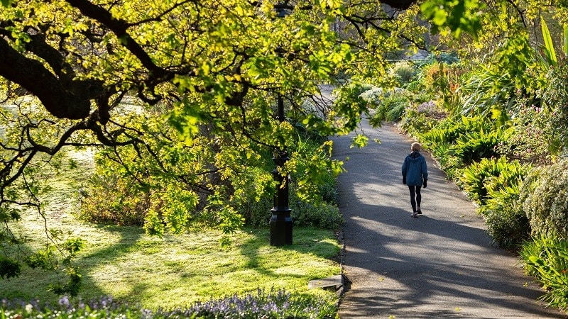 A woman in the distance walks along a sunlit path in a very leafy, green park. 