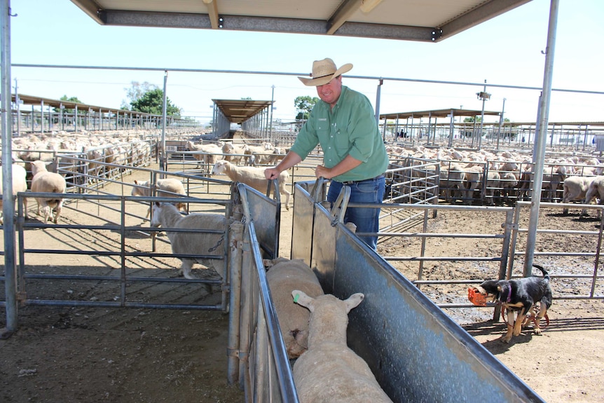 Wagga Wagga livestock agent Peter Cabot drafts ewes at the Wagga Wagga saleyards.