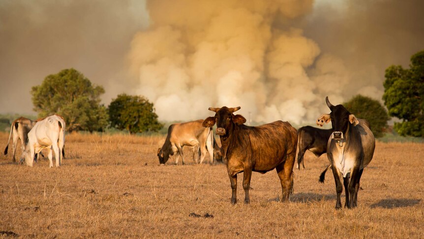 Cattle stand in dry paddock with plume of smoke and dark sky behind them