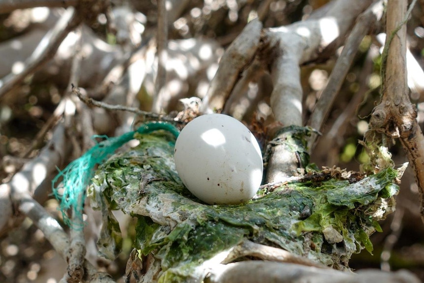 A birds nest with an egg, the nest is made from seaweed and rope