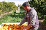 Charlie Lombardo checks over the oranges picked from the orchard and stored in a large crate