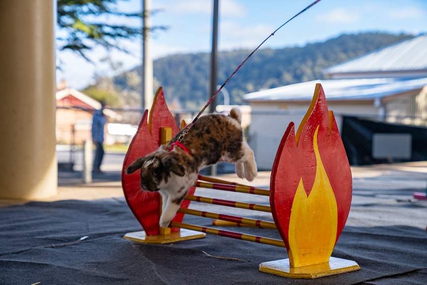 Rabbit hopping over barrier