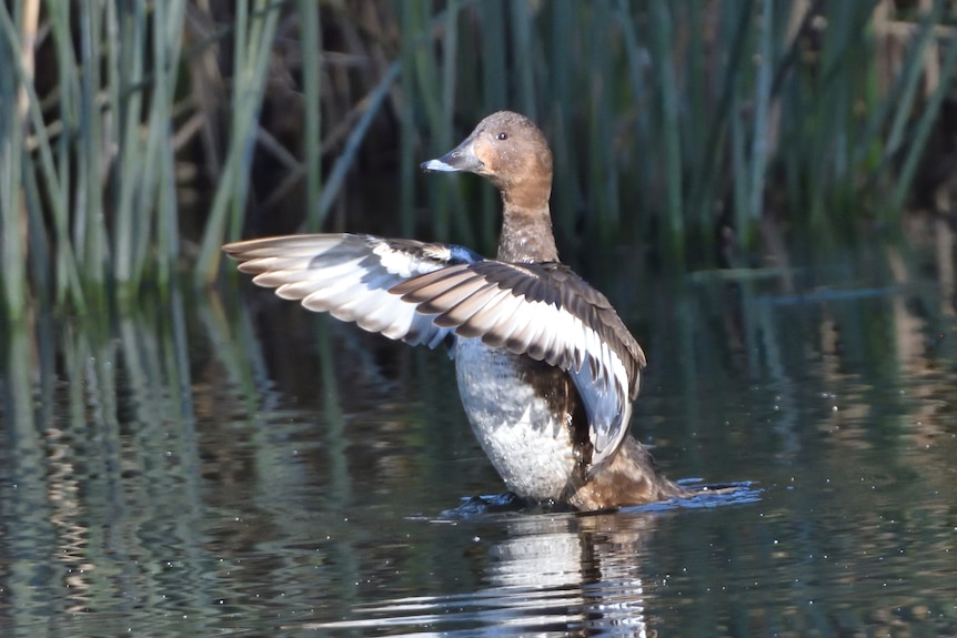 A duck flaps its wings as it comes off the water