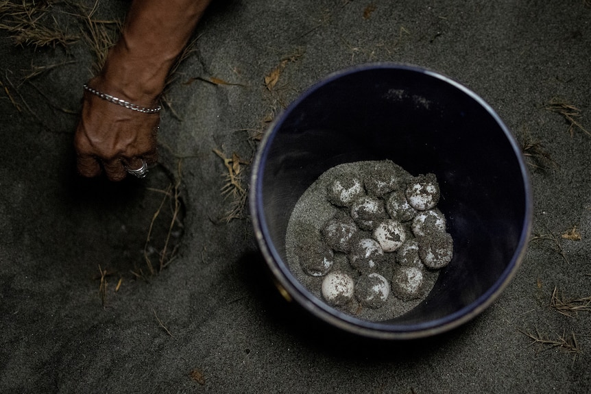 A bucket of white eggs and sand next to a hand digging into the sand. 