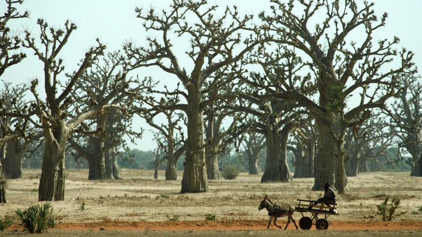 A Baobab forest in Senegal.