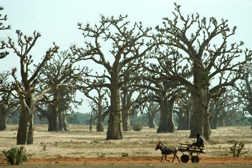 A Baobab forest in Senegal.