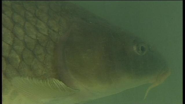 Carp fish underwater