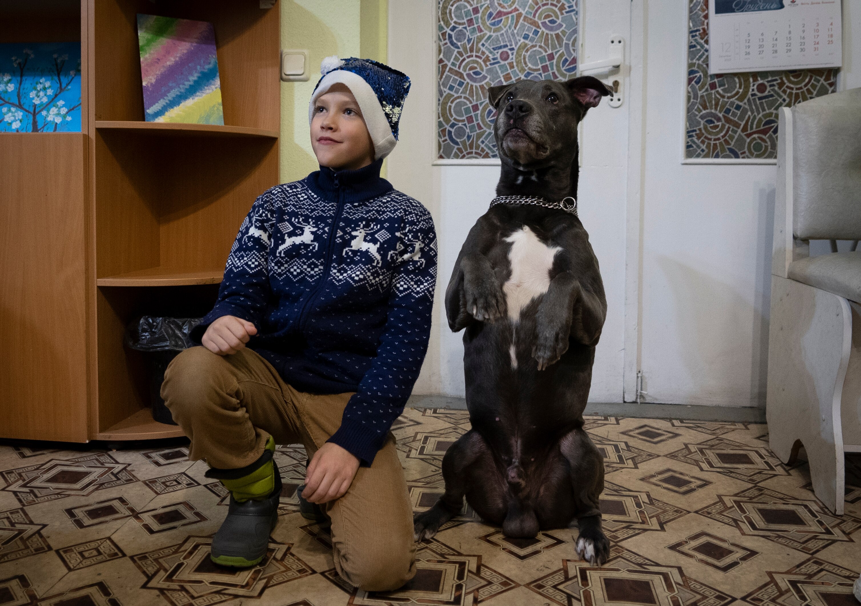A boy in a blue christmas jumper and santa hat next to a grey dog sitting on its hind legs