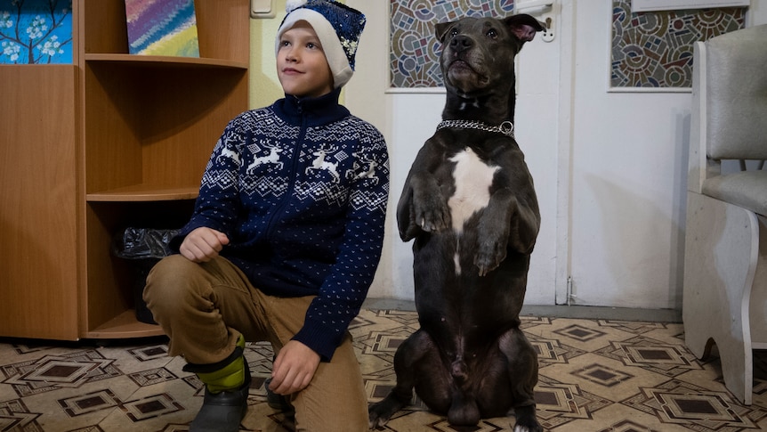 A boy in a blue christmas jumper and santa hat next to a grey dog sitting on its hind legs