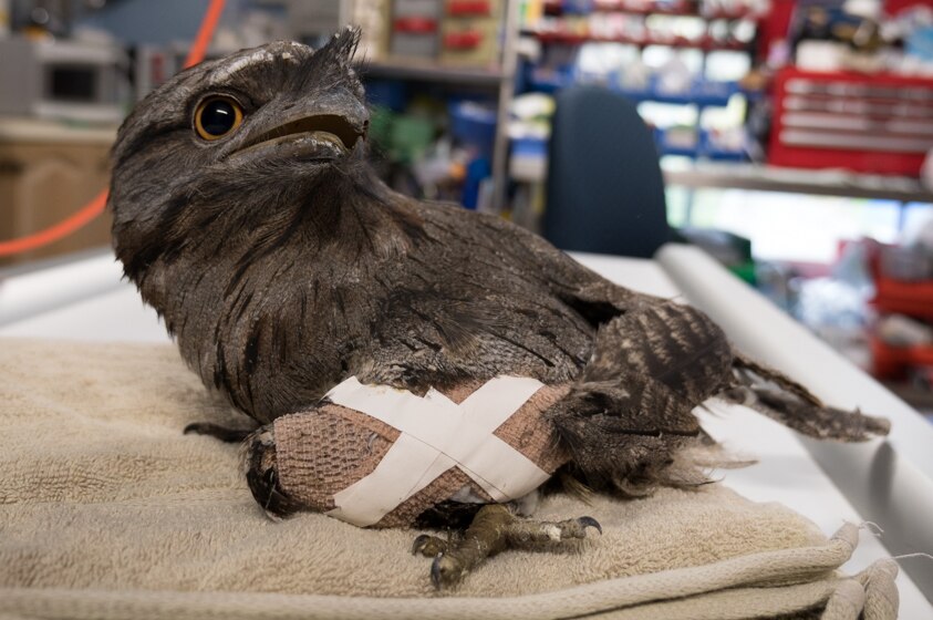 An injured tawny frogmouth.