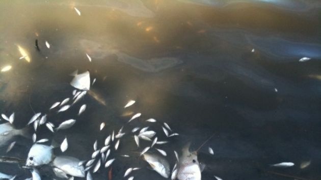 Residents found thousands of fish floating in the lake near Biggs Avenue at Beachmere yesterday.