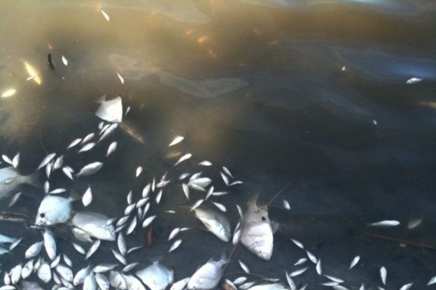 Residents found thousands of fish floating in the lake near Biggs Avenue at Beachmere yesterday.
