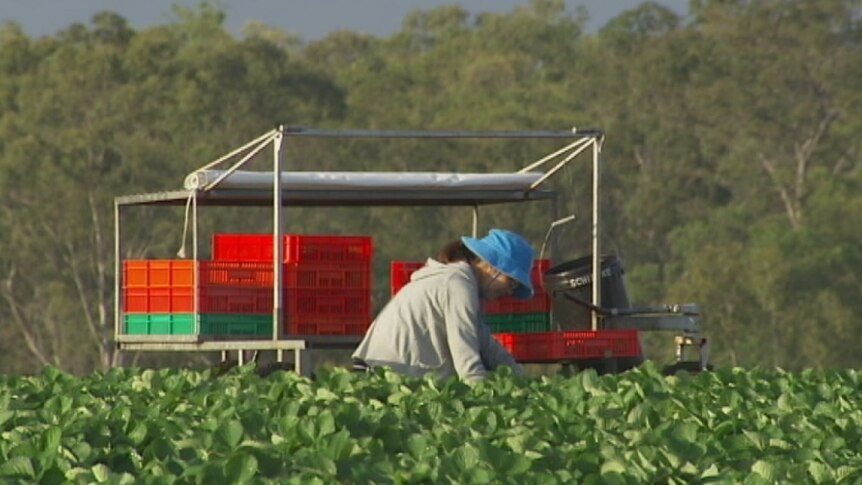 A worker picks fruit on a farm.