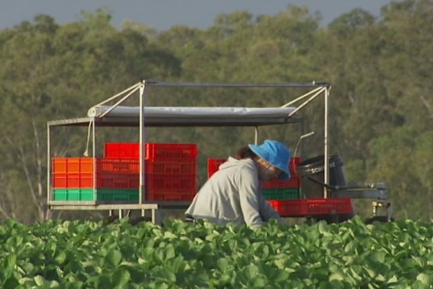 A worker picks fruit on a farm.