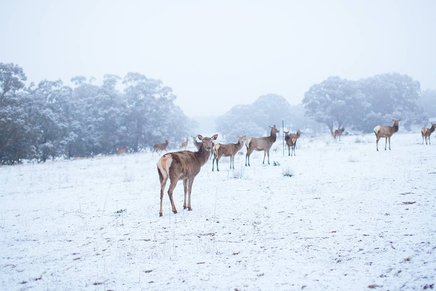 Deer in the snow near Orange