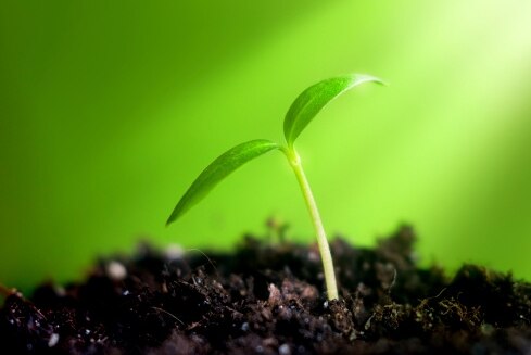 Close-up of a young sprout emerging from the soil. (Thinkstock: iStockphoto)