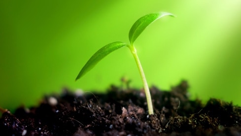 Close-up of a young sprout emerging from the soil. (Thinkstock: iStockphoto)