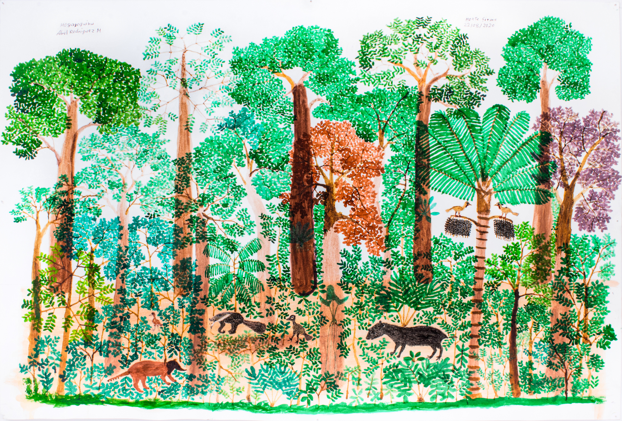 A illustration of a dense jungle showing trees and plantlife, with animals. Handwritten reads: Monte Firme 22/08/2020