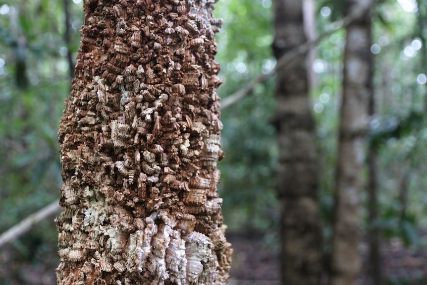 Close-up of tree with interesting bark.