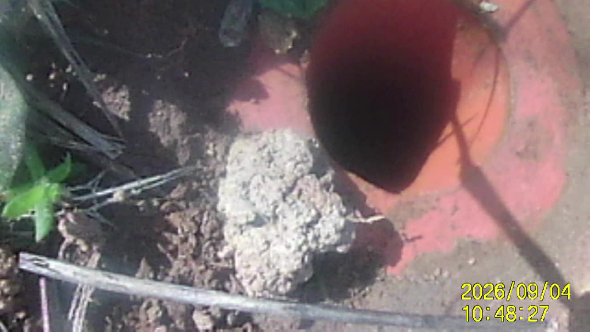 Video still of earless dragon burrow.