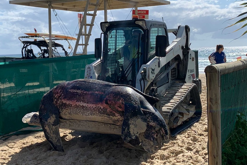 A bobcat carries a leatherback turtle from the beach