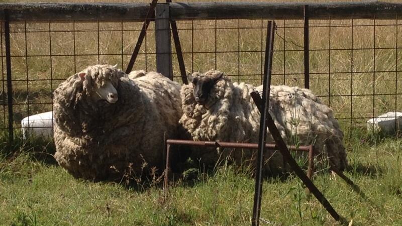 Nikki the sheep and her companion stand in a yard covered by enormous fleeces.