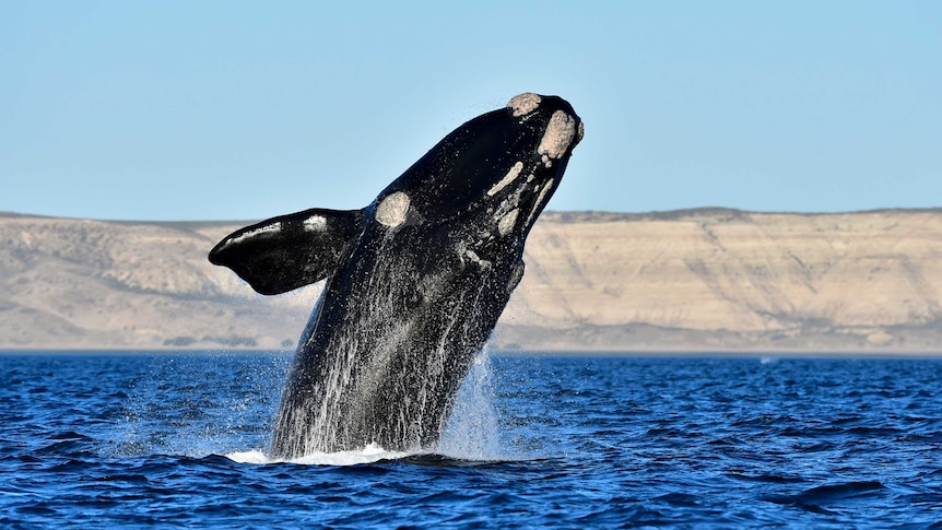 A big black whale jumps out of the water.