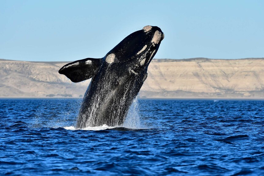 A big black whale jumps out of the water.