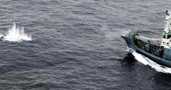 The Japanese whaling fleet hunt a whale in the Southern Ocean.