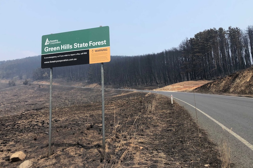 A Green Hills State Forest sign with burnt pine plantation in the background.