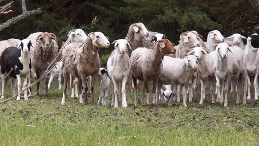 Damara sheep flock