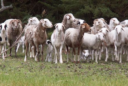 Damara sheep flock