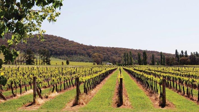 A vineyard in bloom in the King Valley. 